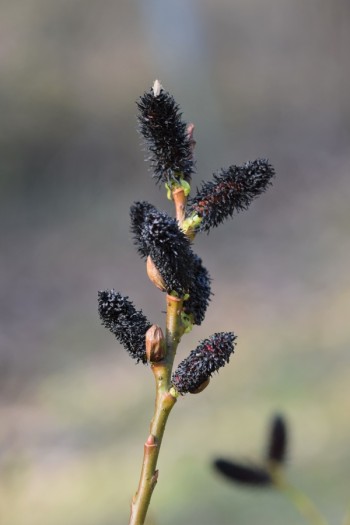 Верба тонкостовбурова Meланостахіс|Ива тонкоствольная Meланостахис|Salix gracilistyla Melanostachys